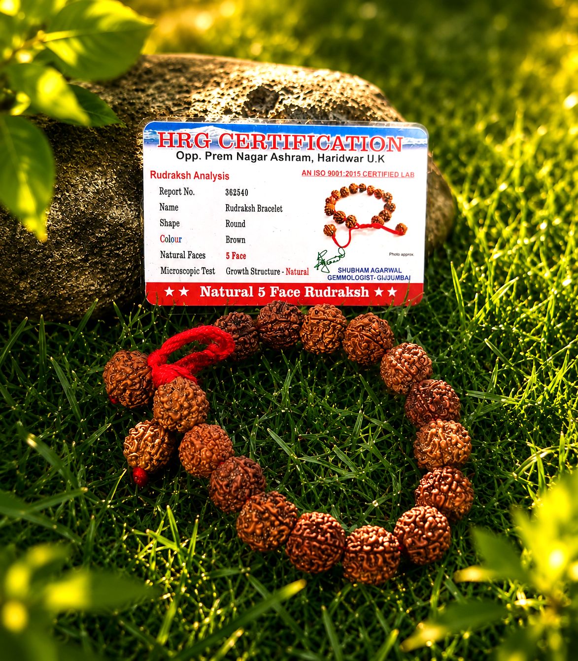 5 mukhi Rudraksh Bracelet