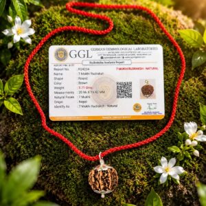 7 Mukhi Rudraksha - Lab Certified