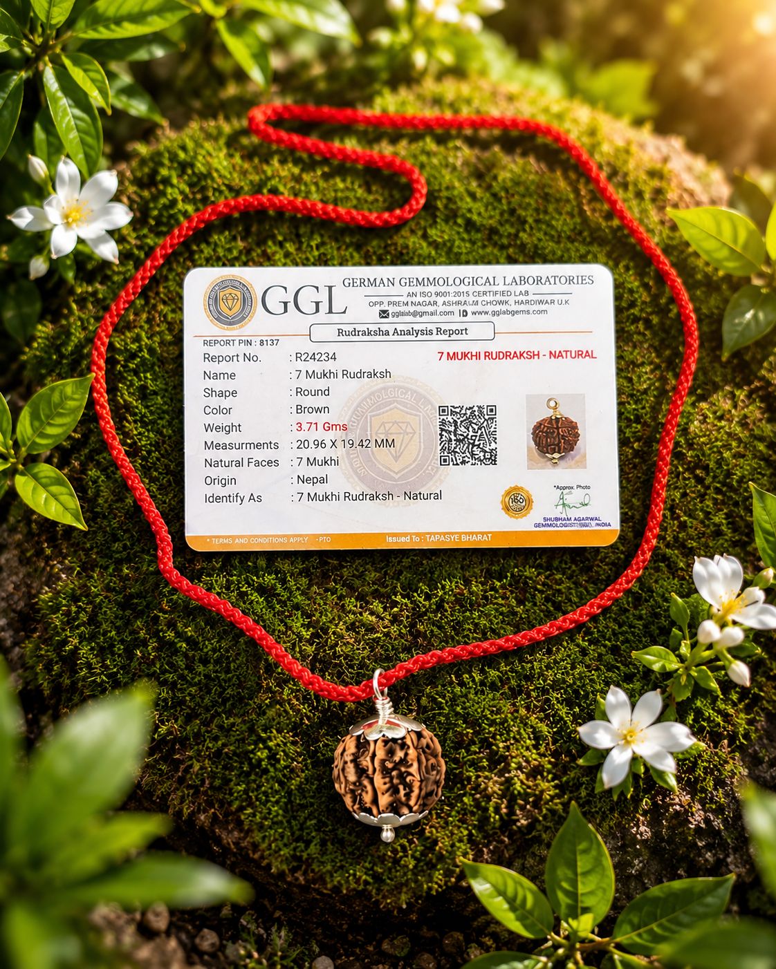 7 Mukhi Rudraksha - Lab Certified