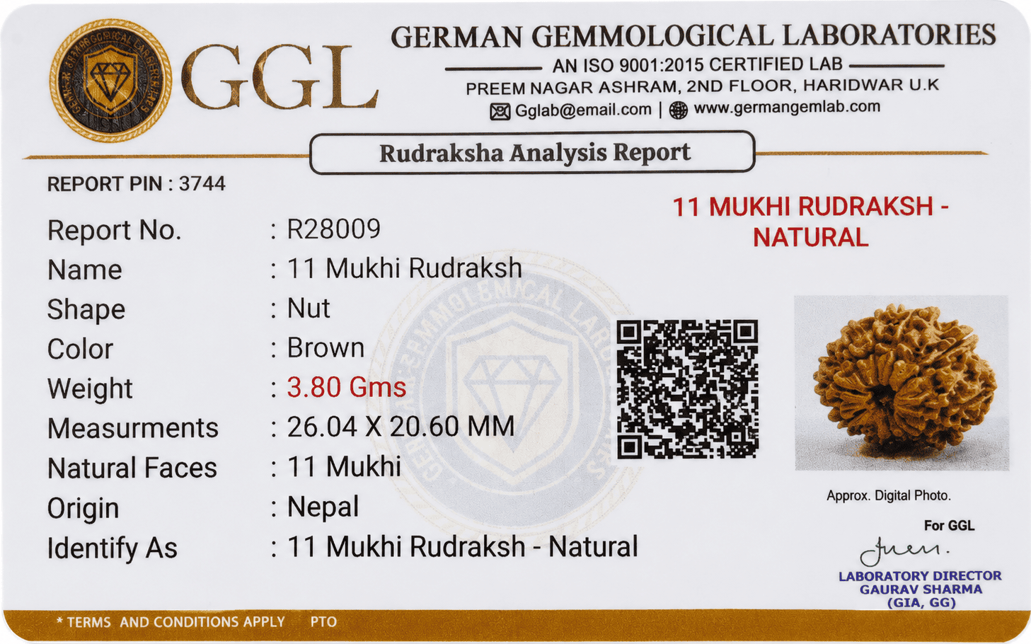 11 Mukhi Nepali Rudraksha Lab Certified - Image 4